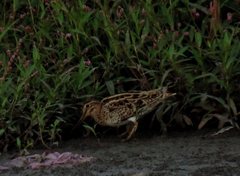 Gallinago hardwickii