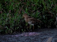 Gallinago hardwickii