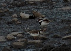 Elseyornis melanops