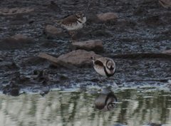 Elseyornis melanops