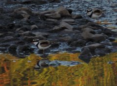 Elseyornis melanops