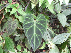 Philodendron verrucosum
