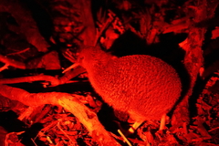 Little Spotted Kiwi photo 4