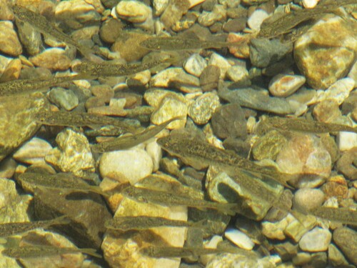 Danube barbel (Barbus balcanicus) — Cyprinidae — 2