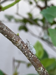 Flatoidinus punctatus