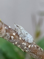 Flatoidinus punctatus