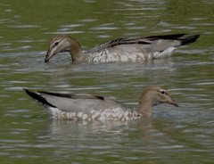 Chenonetta jubata