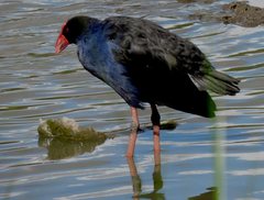 Porphyrio melanotus