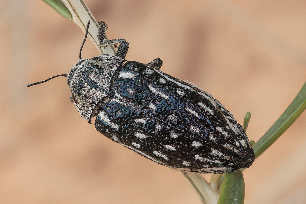 Julodis onopordi