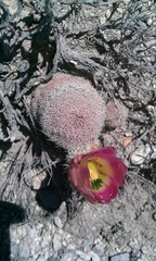 Echinocereus pectinatus pectinatus