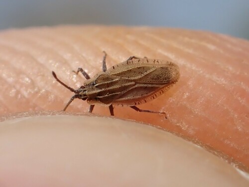 Tingis auriculata
