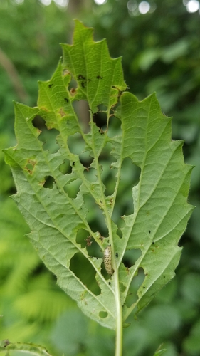 Viburnum Leaf Beetle, photo 5 of 10
