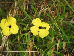 Calylophus