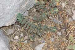 Euphorbia berteroana