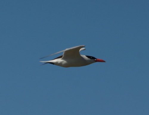 Pagaza piquirroja (Hydroprogne caspia)