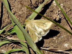Heliocheilus paradoxus