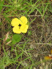 Calylophus