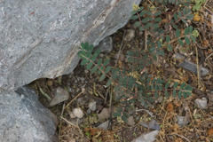 Euphorbia berteroana