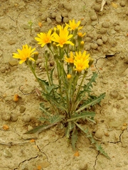 Crepis occidentalis