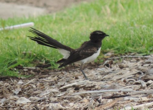 Willie Wagtail, photo 6 of 10