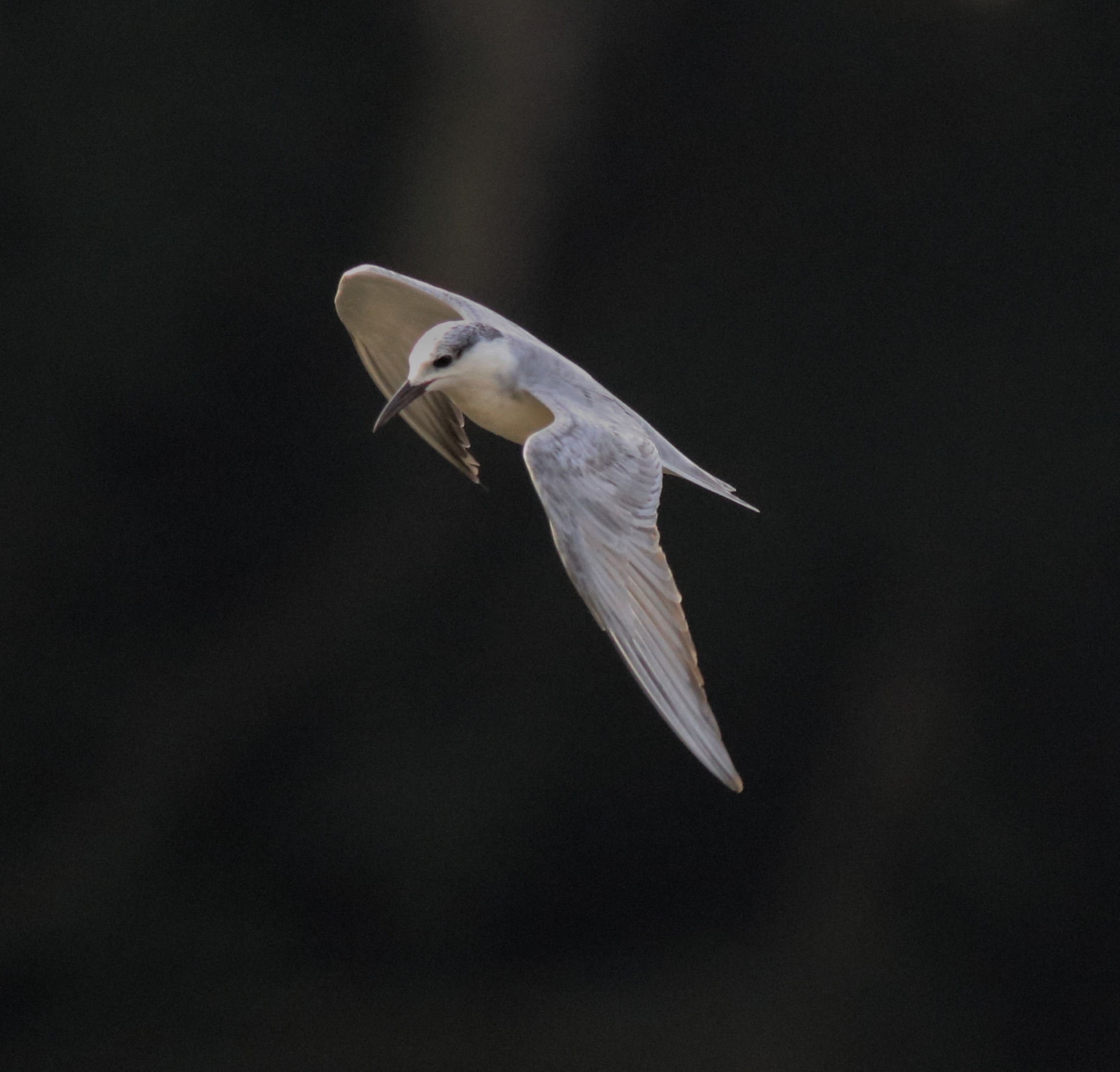 Whiskered Tern (Chlidonias hybrida)