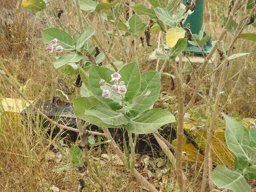 Calotropis gigantea image