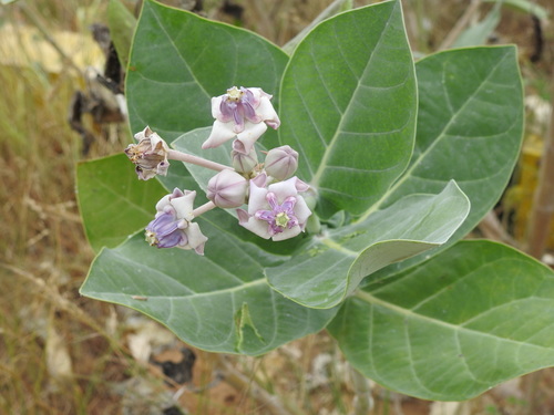 Calotropis gigantea image