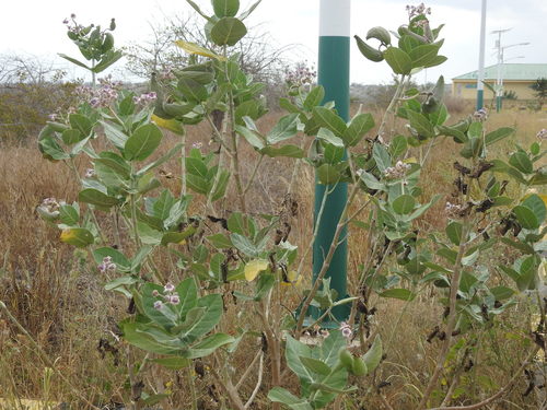 Calotropis gigantea image