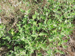 Mentzelia oligosperma