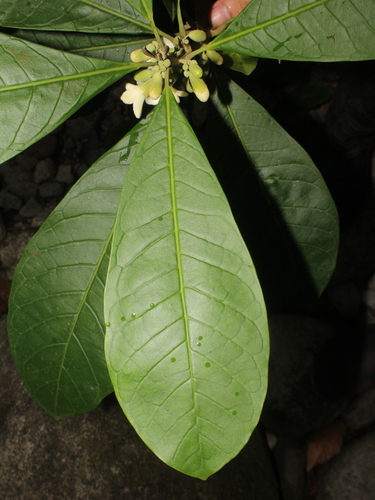 Aegiphila anomala
