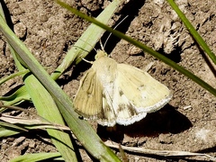 Heliocheilus paradoxus