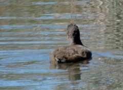 Gallinula tenebrosa