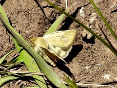 Heliocheilus paradoxus