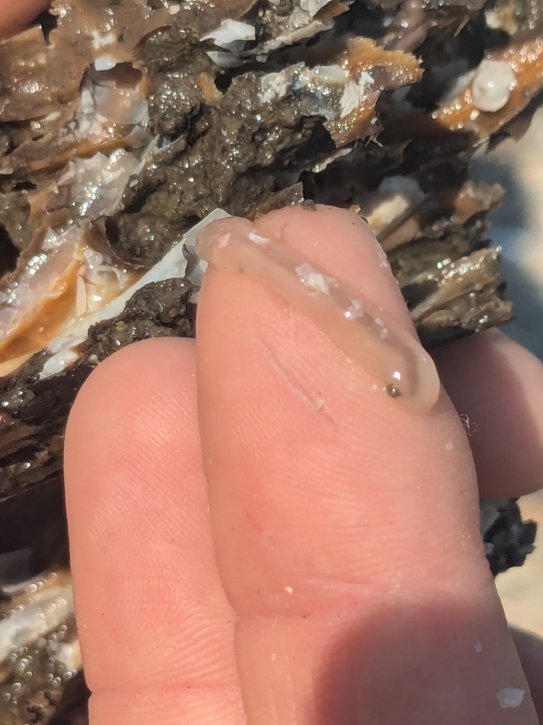 Great Shipworm from Bremen, ME, USA on June 20, 2024 at 03:43 PM by ...