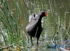 Porphyrio melanotus
