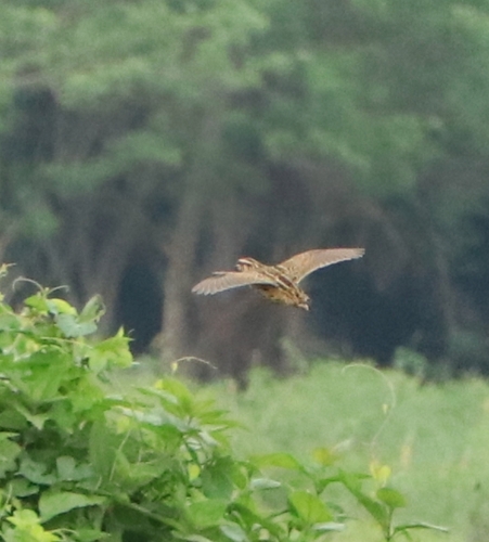 Rain Quail (Coturnix coromandelica), photo 2