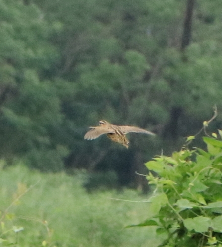 Rain Quail (Coturnix coromandelica), photo 3