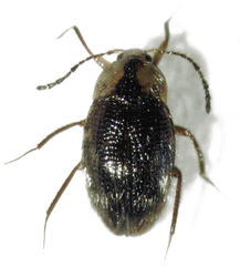 Zeagyrtes