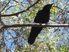 Corvus mellori