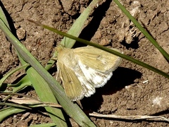 Heliocheilus paradoxus