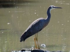 Egretta novaehollandiae