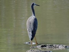 Egretta novaehollandiae