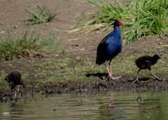 Porphyrio melanotus