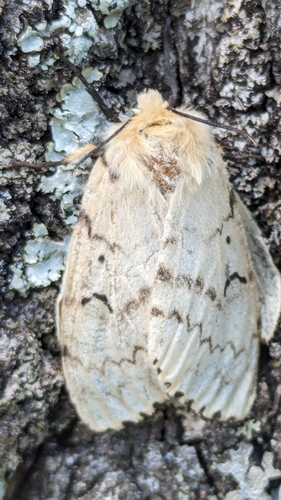 Spongy Moth photo 6
