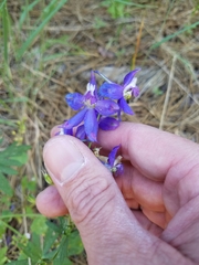 Delphinium variegatum