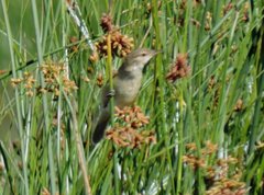 Acrocephalus australis