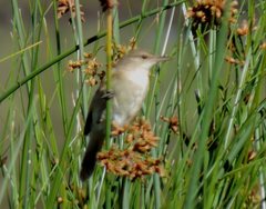 Acrocephalus australis