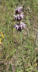 Monarda clinopodioides