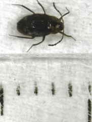 Zeagyrtes