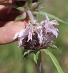 Monarda clinopodioides